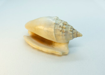 Sea Shells from Eagen Sea shellfish