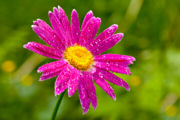 Obraz premium Nature