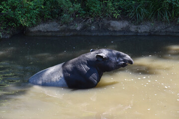 猛暑の夏の東京で水浴びを楽しむマレーバク