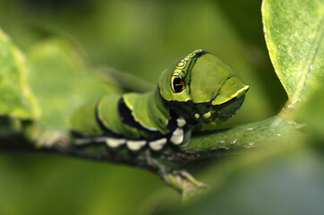 クロアゲハの幼虫