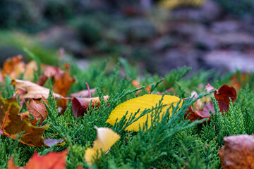 Closeup macro shot of colorful Autumn leaves on top of green bushes