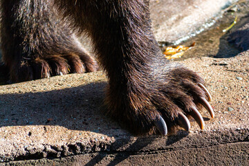 Brown bear forepaw closeup photo