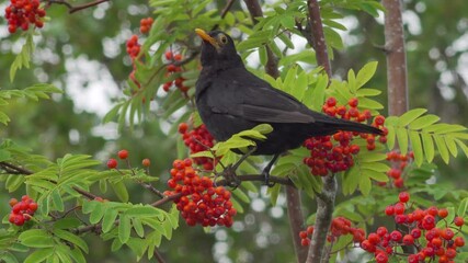 Adult male blackbird eats Rowan tree berries in an English garden