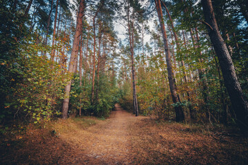 herbstlicher Stadtwald im Ostseebad Kühlungsborn