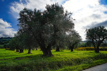 Field of olive trees in the Tuscan countryside Castagneto Carducci Bolgheri Tuscany Italy