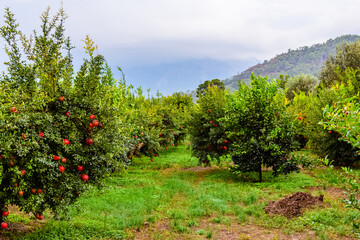 Fototapeta na wymiar Many pomegranates trees with ripe fruits at the orchard