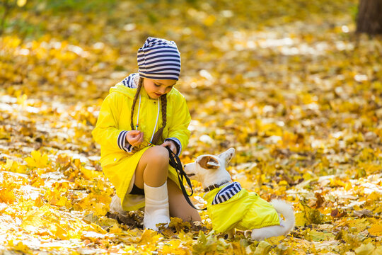 Little girl with a dog jack russell terrier. Child, childhood, friendship and pet concept. Small dog walking in the autumn park.