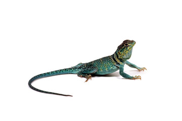 テキサスクビワトカゲ　白バック