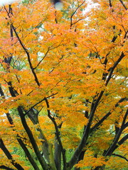雨の日の公園の黄葉の欅