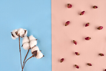 Three white flowers of cotton and some small dried rosebuds against pink and blue background. Nature, floral concept. Close up, copy space