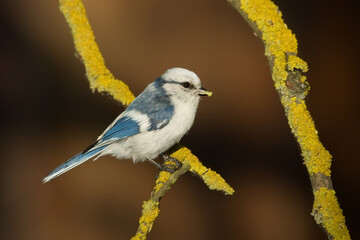 Azure tit. Bird in spring. Cyanistes cyanus