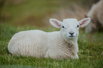 Little sheep sitting in the grass