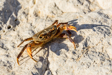 Freshwater river crab (Potamon ibericum) on the stone