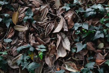 Hojas caídas de otoño verde marrón amarillo bosque seco plantas vegetación microsistema belleza