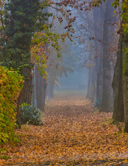 Fototapeta na wymiar Path in woods filled with autumn colourful leaves