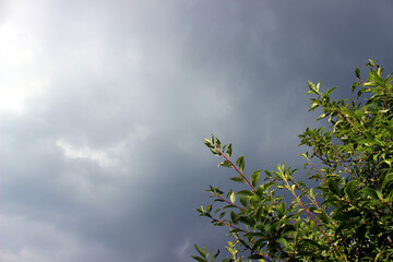 Cloudy sky with tree top