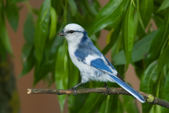 Azure tit. Bird in spring. Cyanistes cyanus