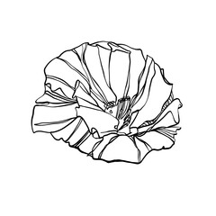 Hand drawing lineart poppy flower. Spring