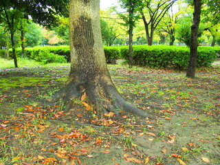 楠の根元に散る桜の枯れ葉のある公園風景