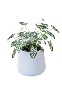 Caladium humboldtii plant in white pot isolated include clipping path on white background
