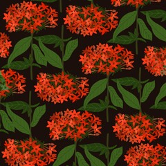 illustration with flowers in a black background.