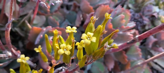 red and yellow flowers