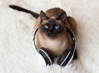 Thai cat with headphones listening to music.
