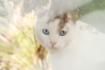 A white cat with blue eyes staring at me