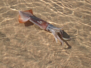 Small squid in the shallow sea on the background of sand. Ripples and highlights on the water
