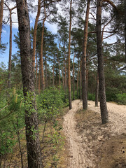 MTB route through the sand around Ommen