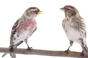 two Eurasian Linnet isolated on white background.