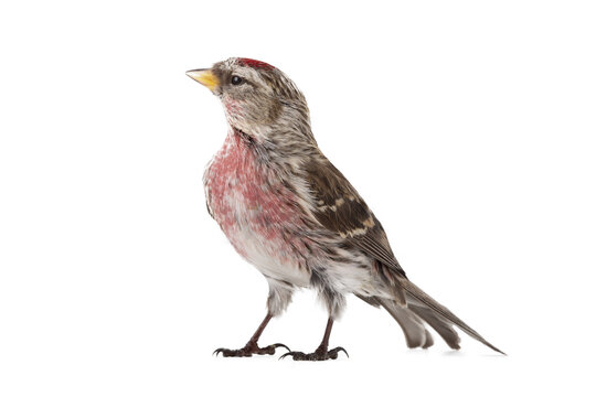 Eurasian Linnet isolated on white background.