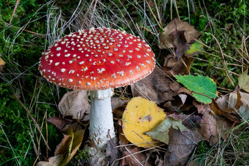 Mushroom