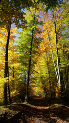 Autumn path in the woods