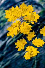 Autumn bright yellow oak leaves