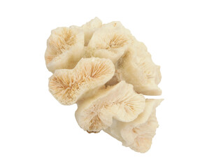 Coral branch isolated on white background