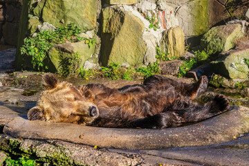 Fototapeta premium Brown bear (Ursus arctos) takes a rest in a small water pool in Kaliningrad Zoo