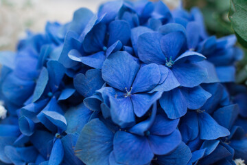 blue flower of a hyacinth