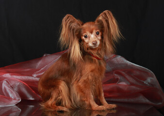 Red-haired Russian toy sits on a mirrored black background next to a pink shiny organza