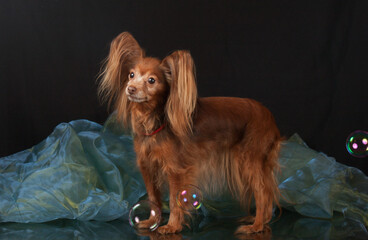 Dog of the Russian Toy breed stands in the studio on a black background