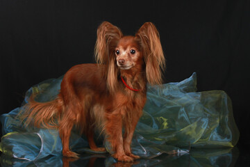 Russian toy stands in the studio on a mirrored black background with shimmer organza