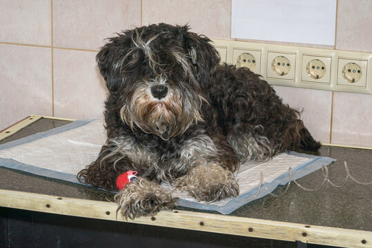 Intravenous infusion to a dog in a veterinary clinic.