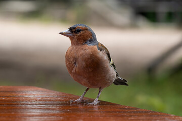 house sparrow