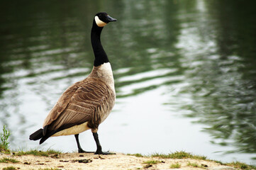 Kanadagans am Ufer