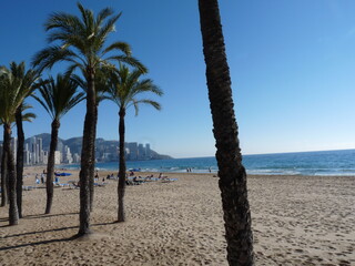 palm trees on the beach