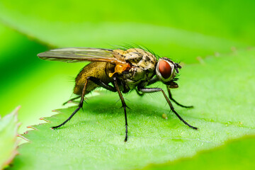 Exotic Drosophila Fly Diptera Parasite Insect on Green Leaf Macro