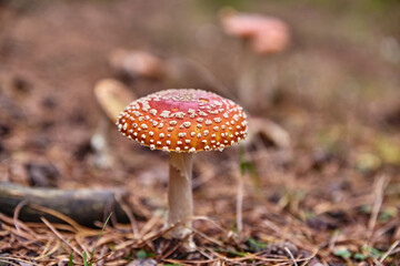 Closeup of a fly agaric in the forest. Close up of a fly amanita in the forest with a mushroom picker in the background. Mushroom picking in the forest.