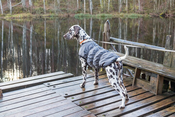 Dalmatian Dog Standing Near Lake . Dog Wears In Warm Clothes. Big Dog Breeds.Puppy in the coat on...