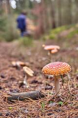 Closeup of a fly agaric in the forest. Close up of a fly amanita in the forest with a mushroom picker in the background. Mushroom picking in the forest.