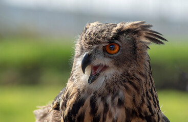 owl